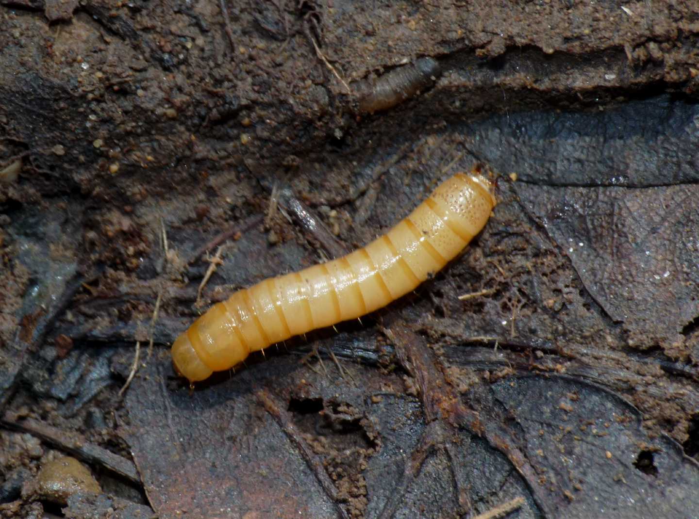 Larva di tenebrionidae